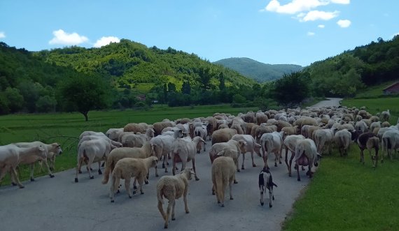 AUV ndalon importin e deleve e dhive nga Qarku i Shkodrës dhe Kukësit