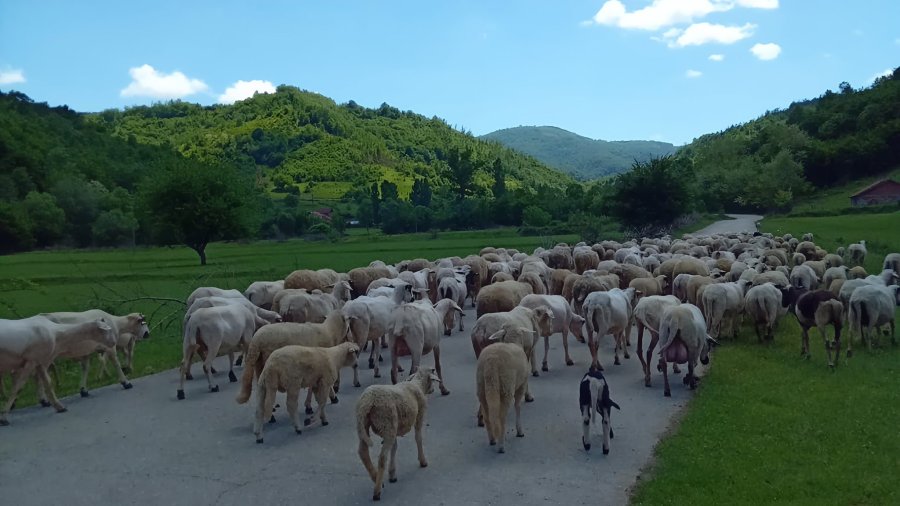 AUV ndalon importin e deleve e dhive nga Qarku i Shkodrës dhe Kukësit