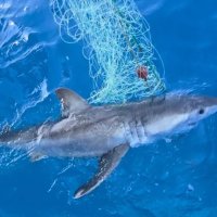 Një peshkatar nxori nga deti Adriatik një peshkaqen