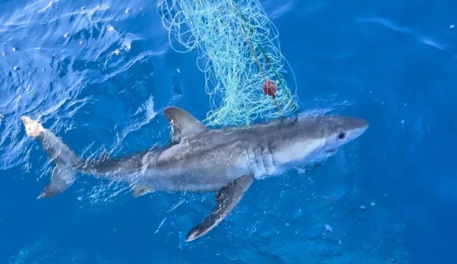 Një peshkatar nxori nga deti Adriatik një peshkaqen