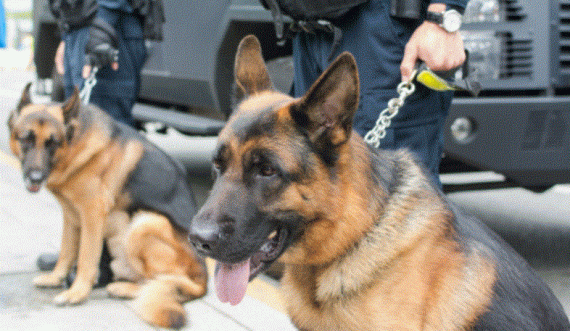 Qeni nuhatës zbulon 128 kg hashash në Aeroport