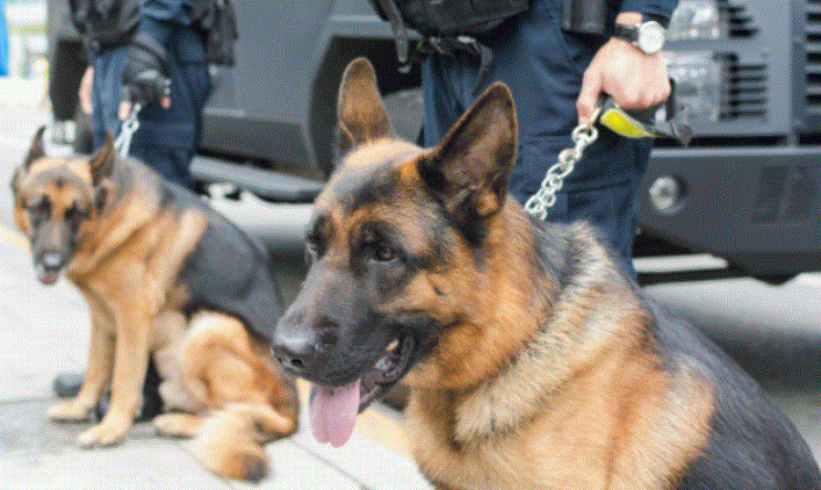 Qeni nuhatës zbulon 128 kg hashash në Aeroport