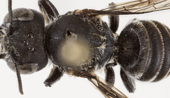 Një specie e re blete e quajtur 'Lucifer' është zbuluar 