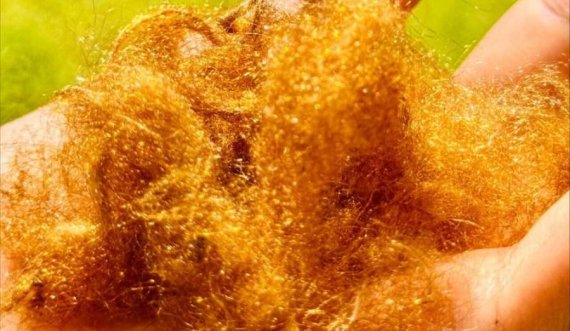 Shkencëtarët ringjallin mëndafshin legjendar të artë 