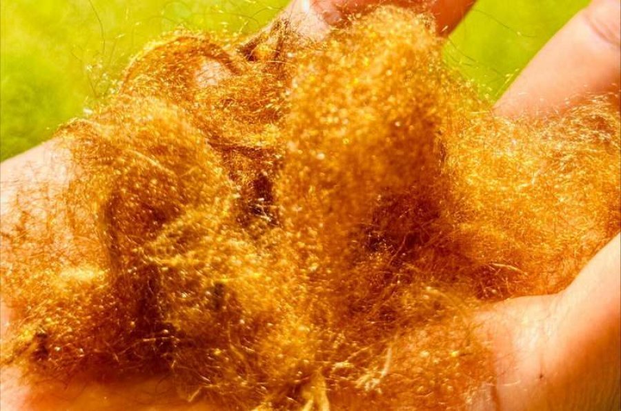 Shkencëtarët ringjallin mëndafshin legjendar të artë 