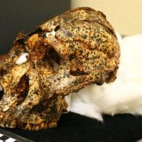 Zbulohet kafka, homo sapiens një milion vjeçar