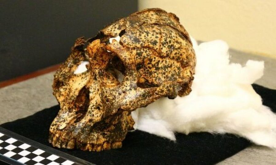 Zbulohet kafka, homo sapiens një milion vjeçar