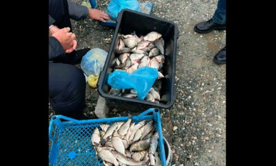 Konfiskohet peshk i paligjshëm që shitej jashtë sezonit