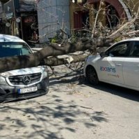 Dy vetura janë dëmtuar pas rrëzimit të një lisi