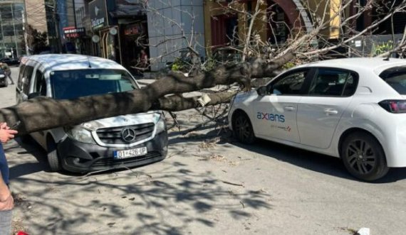Dy vetura janë dëmtuar pas rrëzimit të një lisi