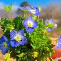 Ky është thesari i natyrës për shëndetin