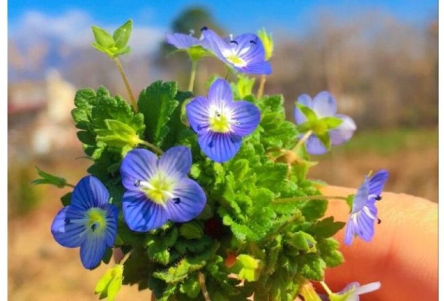 Ky është thesari i natyrës për shëndetin