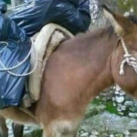 Një fëmijë goditet nga mushka në kokë