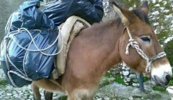 Një fëmijë goditet nga mushka në kokë