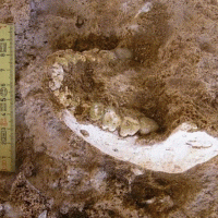 Zbulimi i fosileve çon në një kuptim të ri të historisë dhe lëvizjes njerëzore