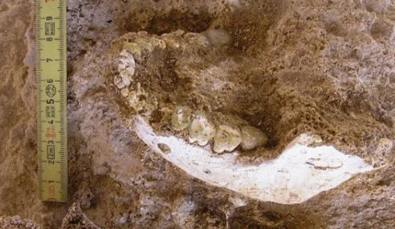 Zbulimi i fosileve çon në një kuptim të ri të historisë dhe lëvizjes njerëzore