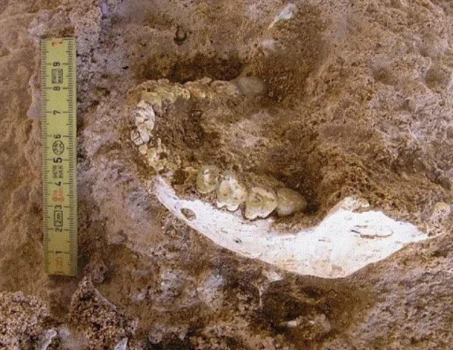 Zbulimi i fosileve çon në një kuptim të ri të historisë dhe lëvizjes njerëzore