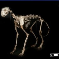 Shkencëtarët kanë zbuluar mbetjet e mumifikuara të një gepardi 