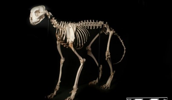 Shkencëtarët kanë zbuluar mbetjet e mumifikuara të një gepardi 