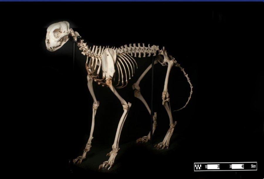 Shkencëtarët kanë zbuluar mbetjet e mumifikuara të një gepardi 