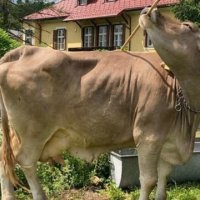 Ua prezantojmë lopën më të zgjuar në botë