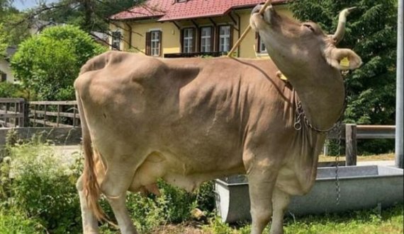 Ua prezantojmë lopën më të zgjuar në botë