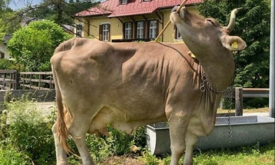 Ua prezantojmë lopën më të zgjuar në botë