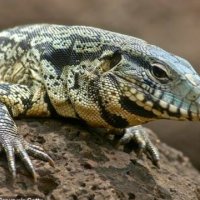 Një hardhucë gjigante është përhapur në disa zona