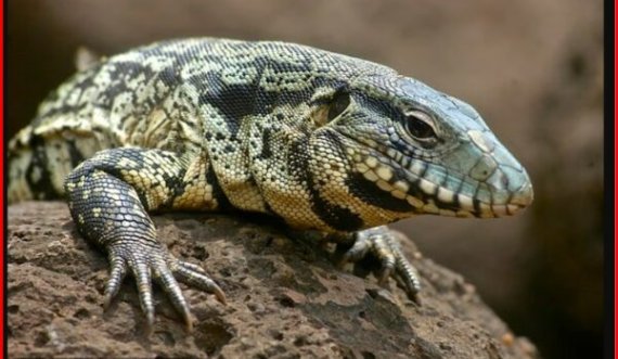 Një hardhucë gjigante është përhapur në disa zona