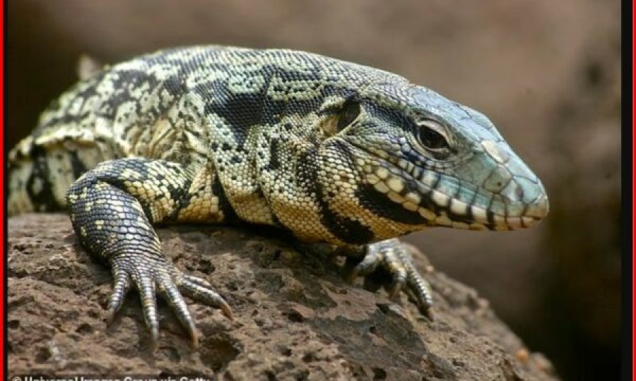 Një hardhucë gjigante është përhapur në disa zona