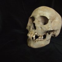 Dhëmbët e lashtë rishkruajnë kronologjinë e murtajës