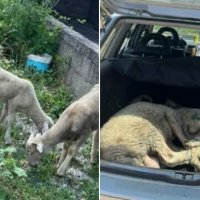 Arrestohet i personi që i vodhi qengjat dhe i shiti te dikush tjetër