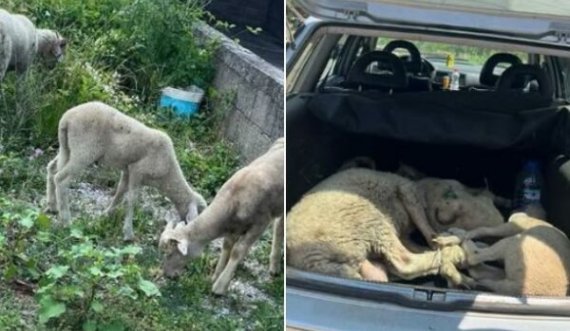 Arrestohet i personi që i vodhi qengjat dhe i shiti te dikush tjetër