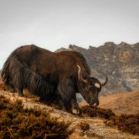Gjeni i jakëve mund të frymëzojë trajtime të reja