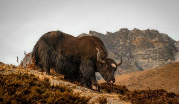 Gjeni i jakëve mund të frymëzojë trajtime të reja